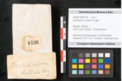 Foto (Objekt + Etikett) von Laurinastrum dubium Unger (NHMW-GEO-2024-0188-8136)
